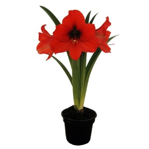 Flor Amarylis P14