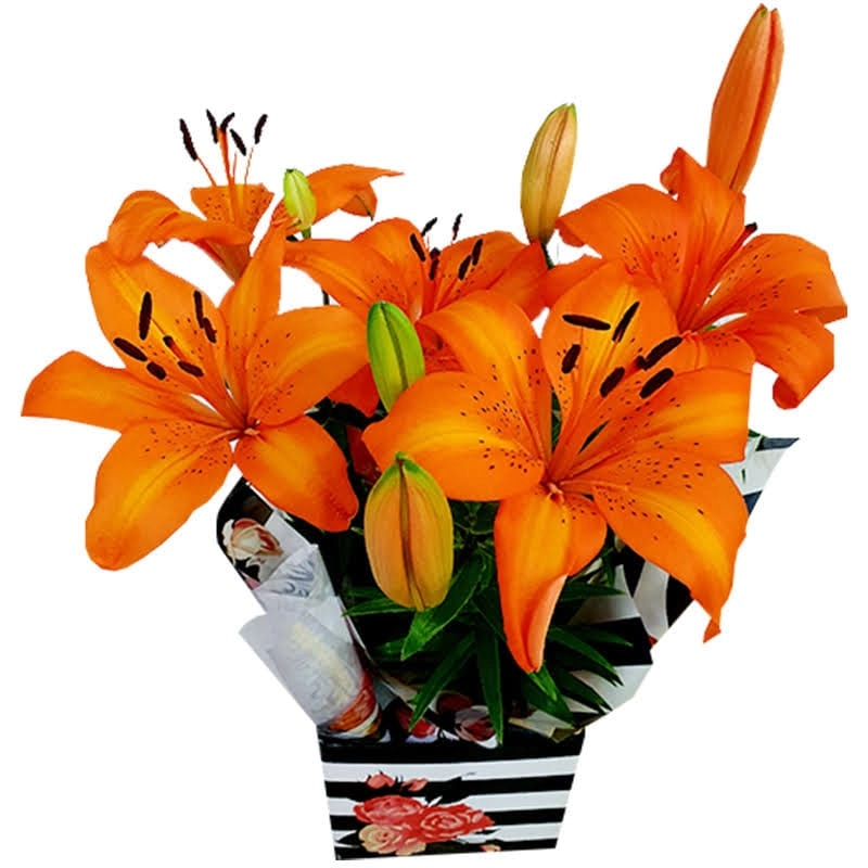 Lírio Orange Pixie Pote 15