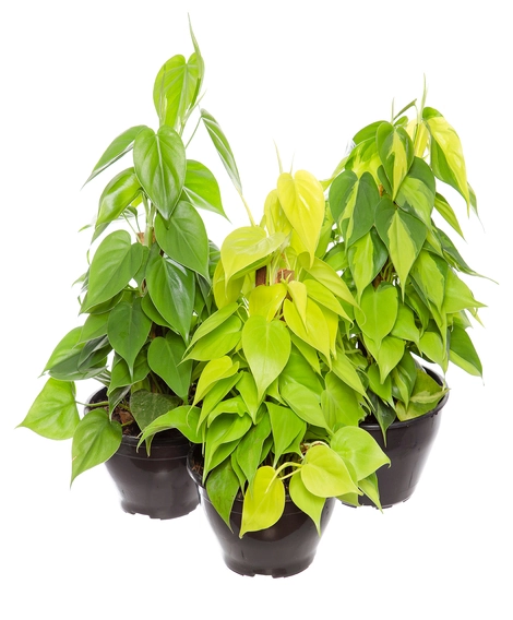 PHILODENDRON VARIADO C 21