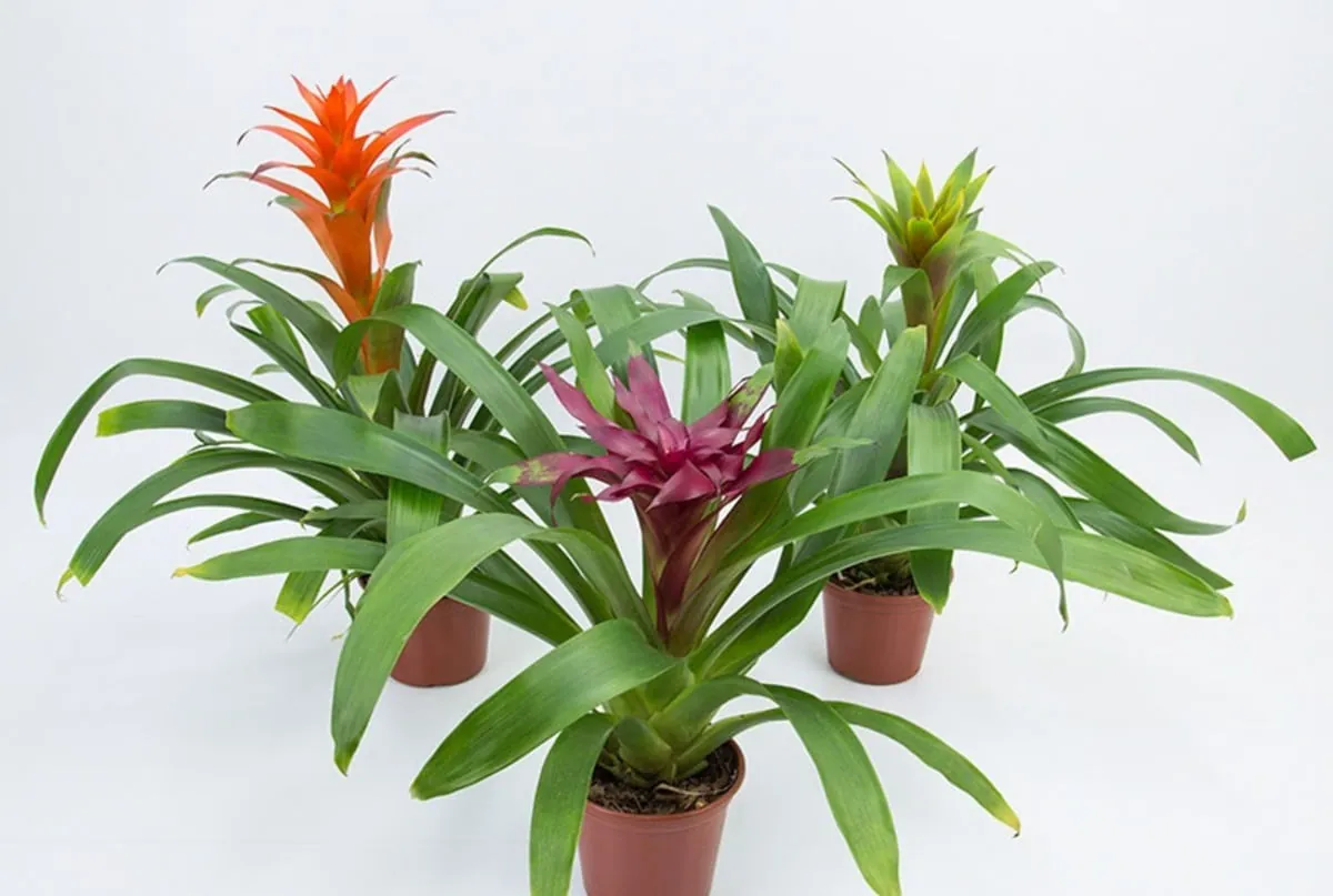 Flor Guzmania Variada Pote 14