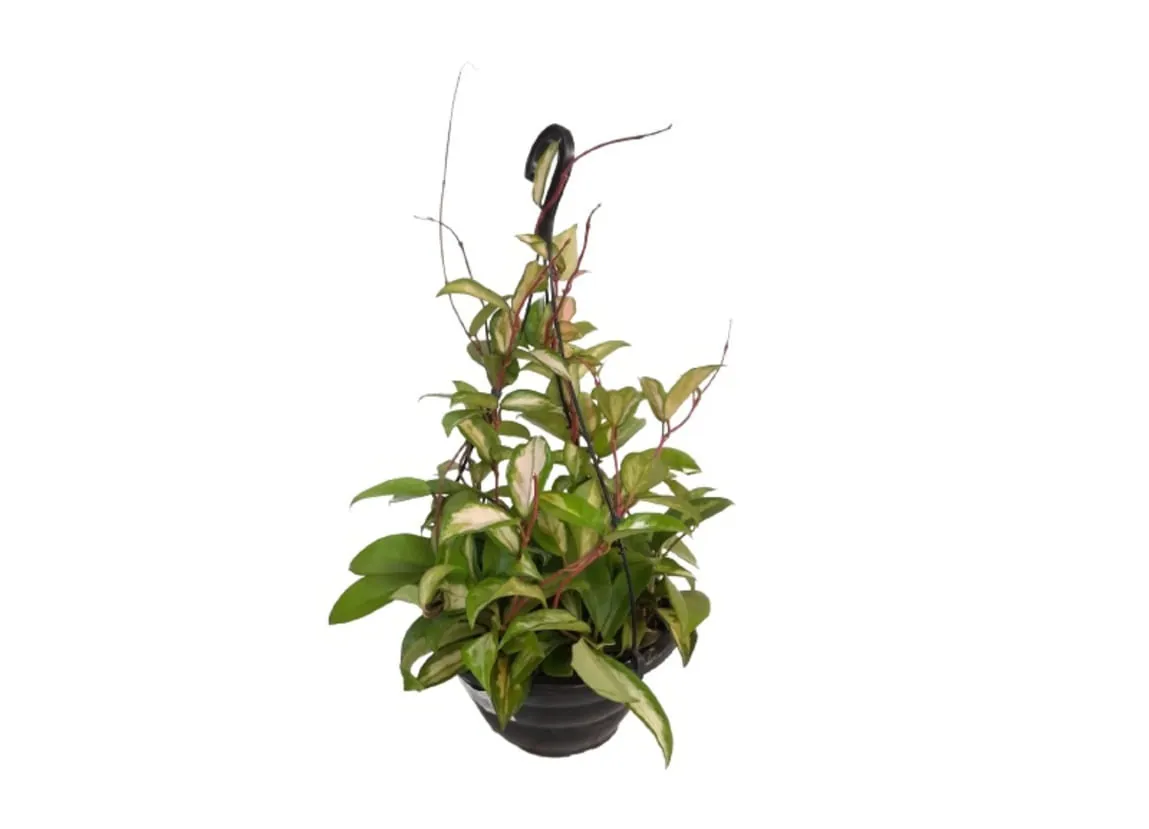 Muda Hoya Carnosa Cuia 21 (Flor de Cera)