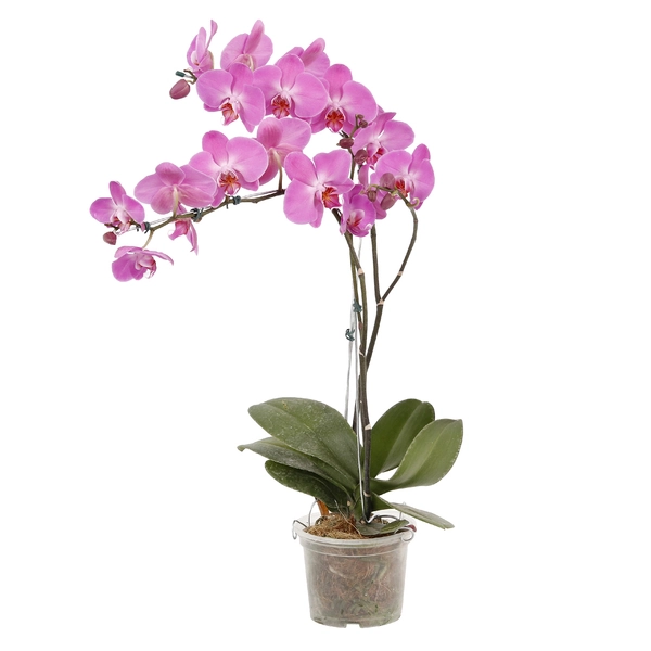 Flor Phalaenopsis 8 10 Fls P15