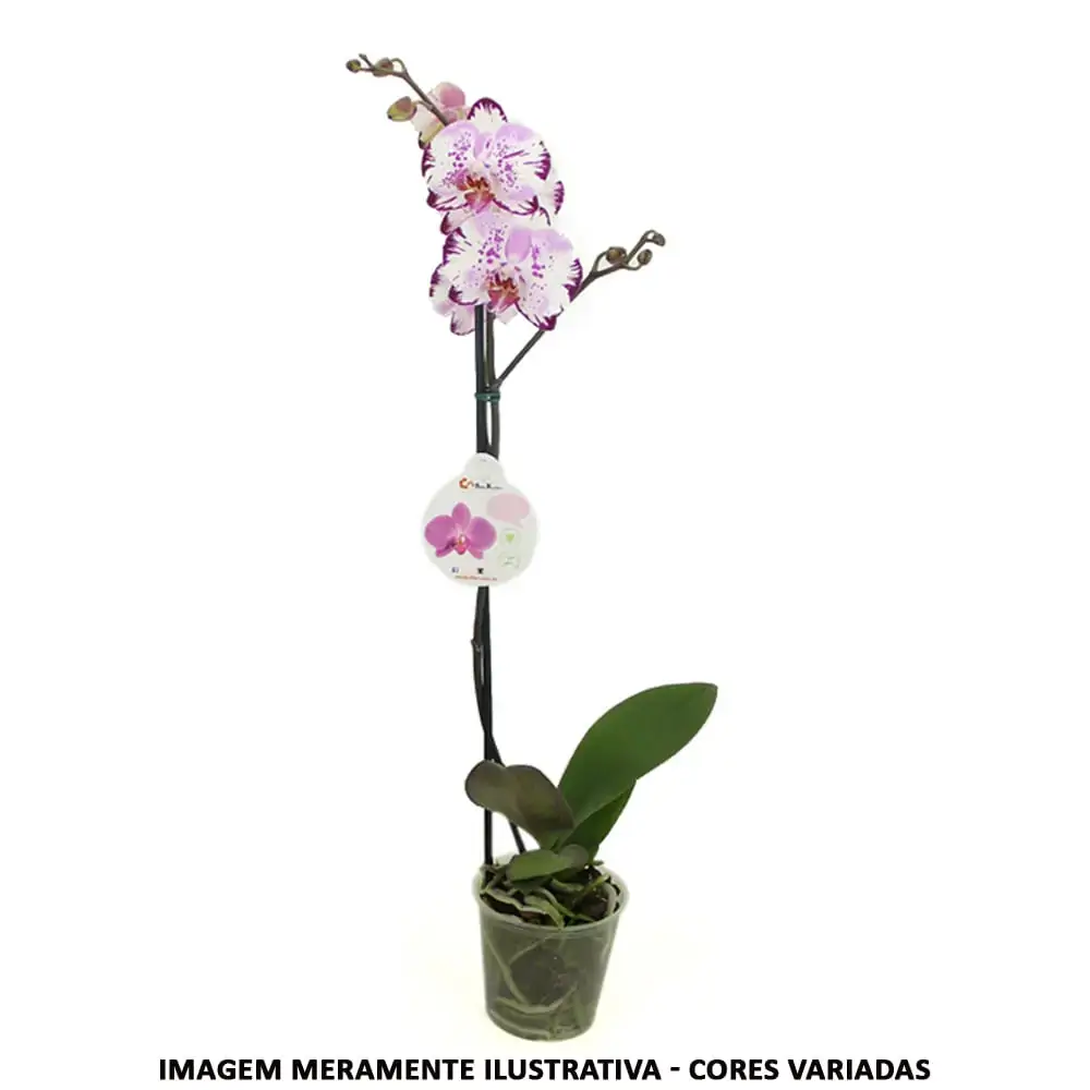 Flor Orq Fhalaenopolis P15 Perfilhada