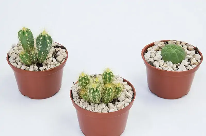 Planta Cactus Raiz Propria P1