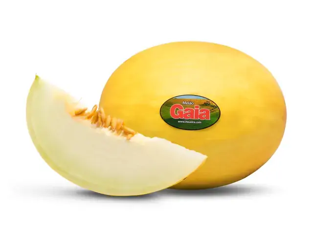 Melão Amarelo Gaia