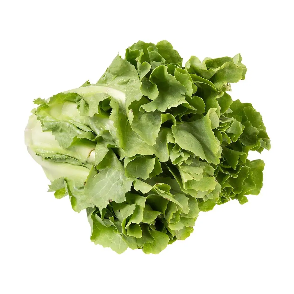 ESCAROLA GREENCHPICE 150G