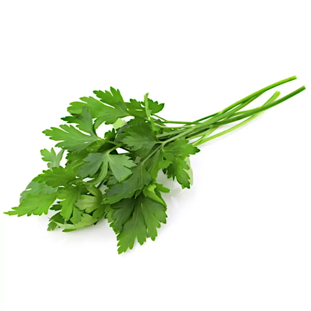 Horta Salsinha