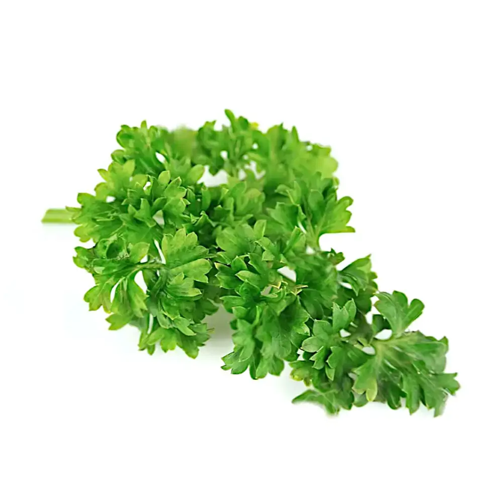 Horta Salsinha Crespa