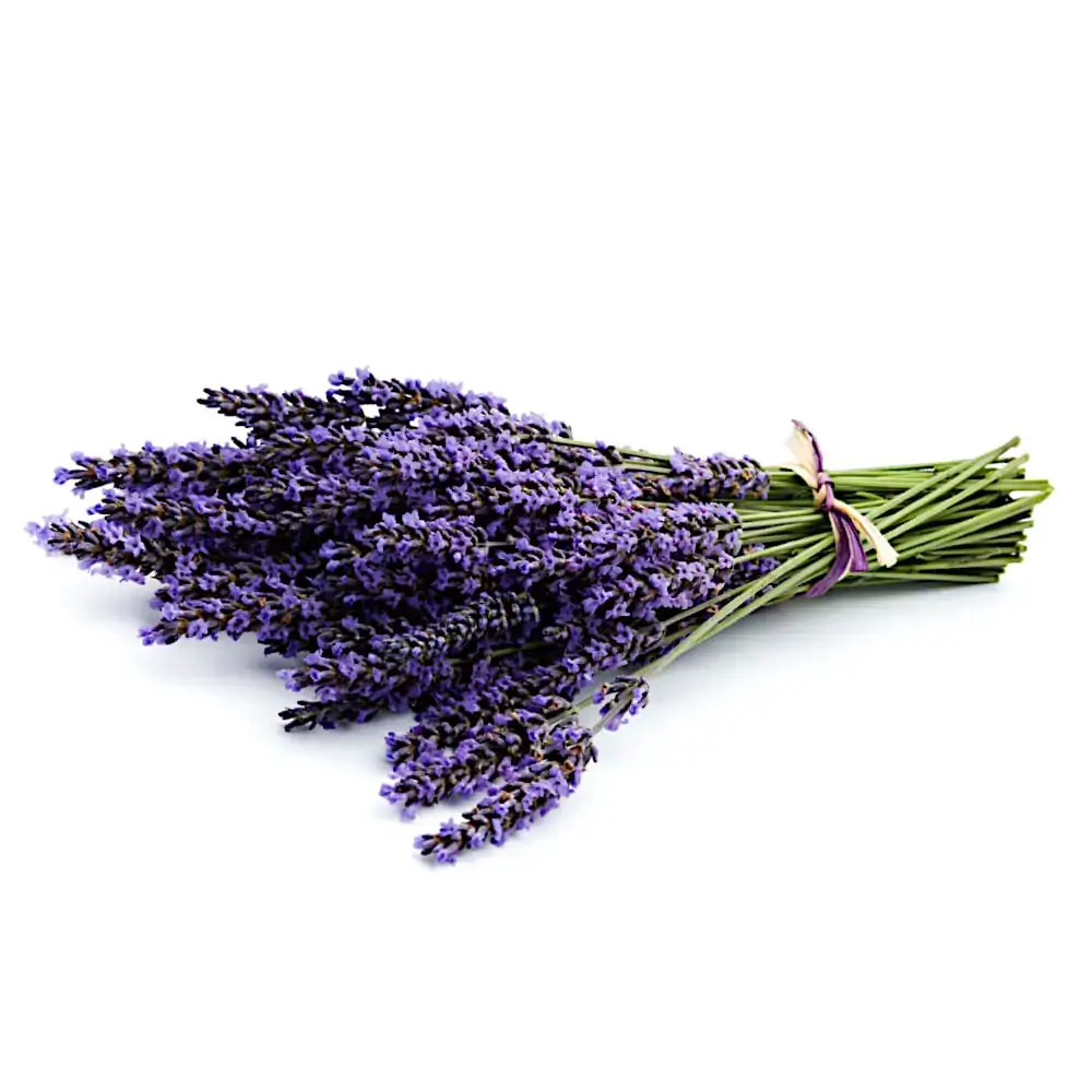 Horta Lavanda