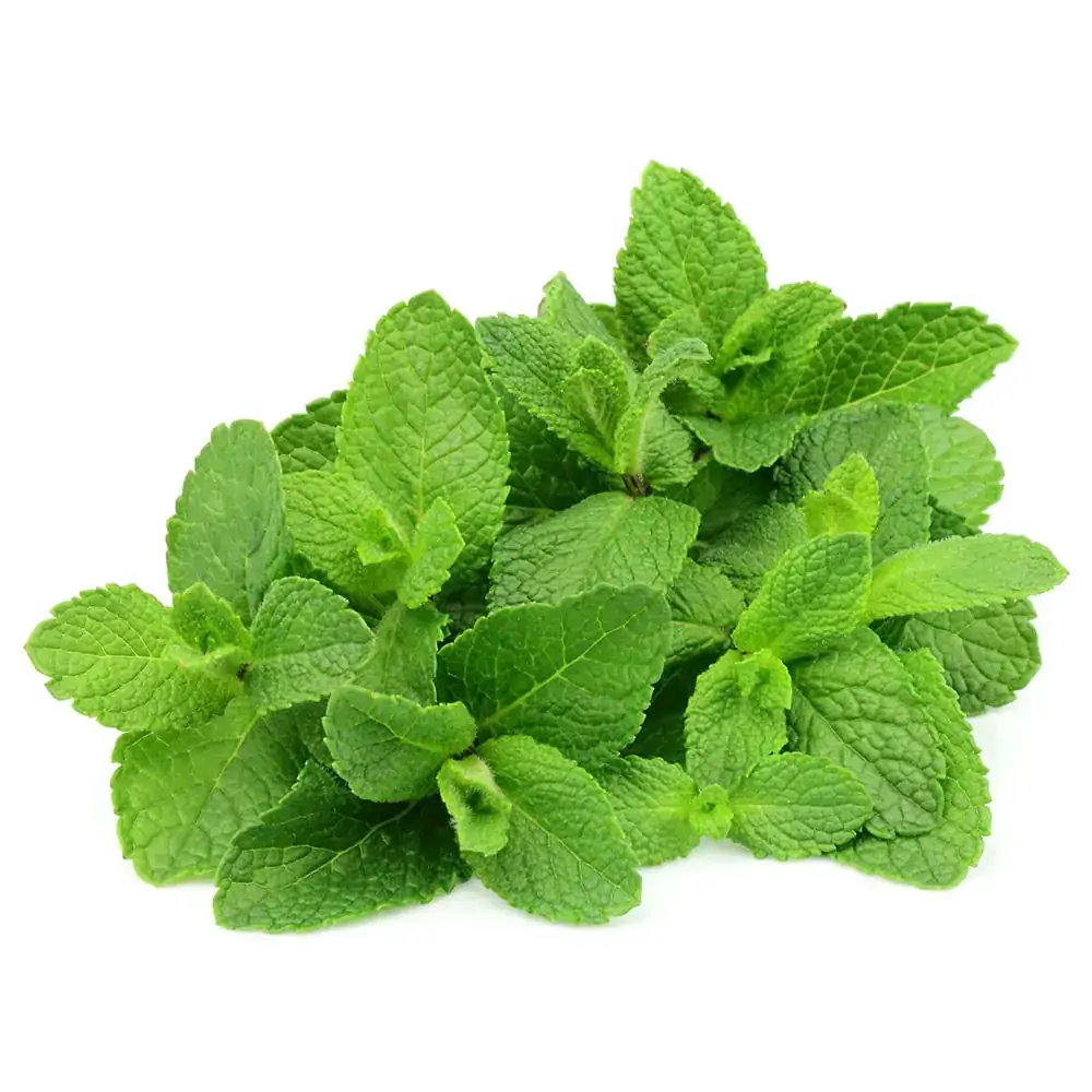 Hortela Horta Em Casa Bdj