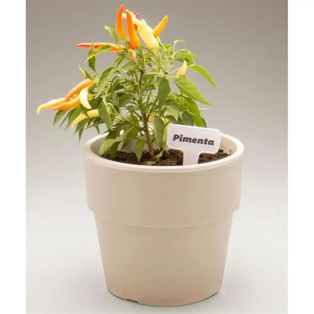 Vaso G Auto Irrigável Planta Plantar Flor Tempero Jardim Casa Bege