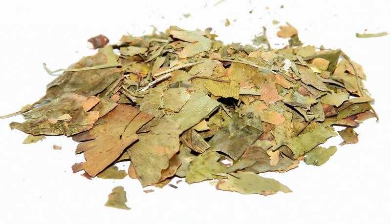 Folha Cha Da Roca Ginkgo Biloba