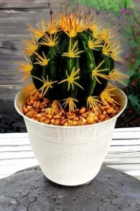 Vaso Nobre Mv