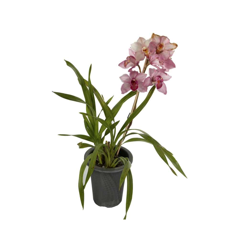 Aoki Orquidia Simbidium Pt15