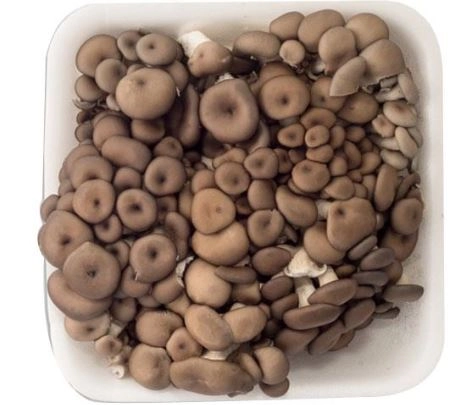 Sac Cogumelo Aoki 200g Shimeji Preto Desfiado
