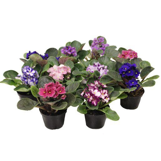 Flor Violeta P11