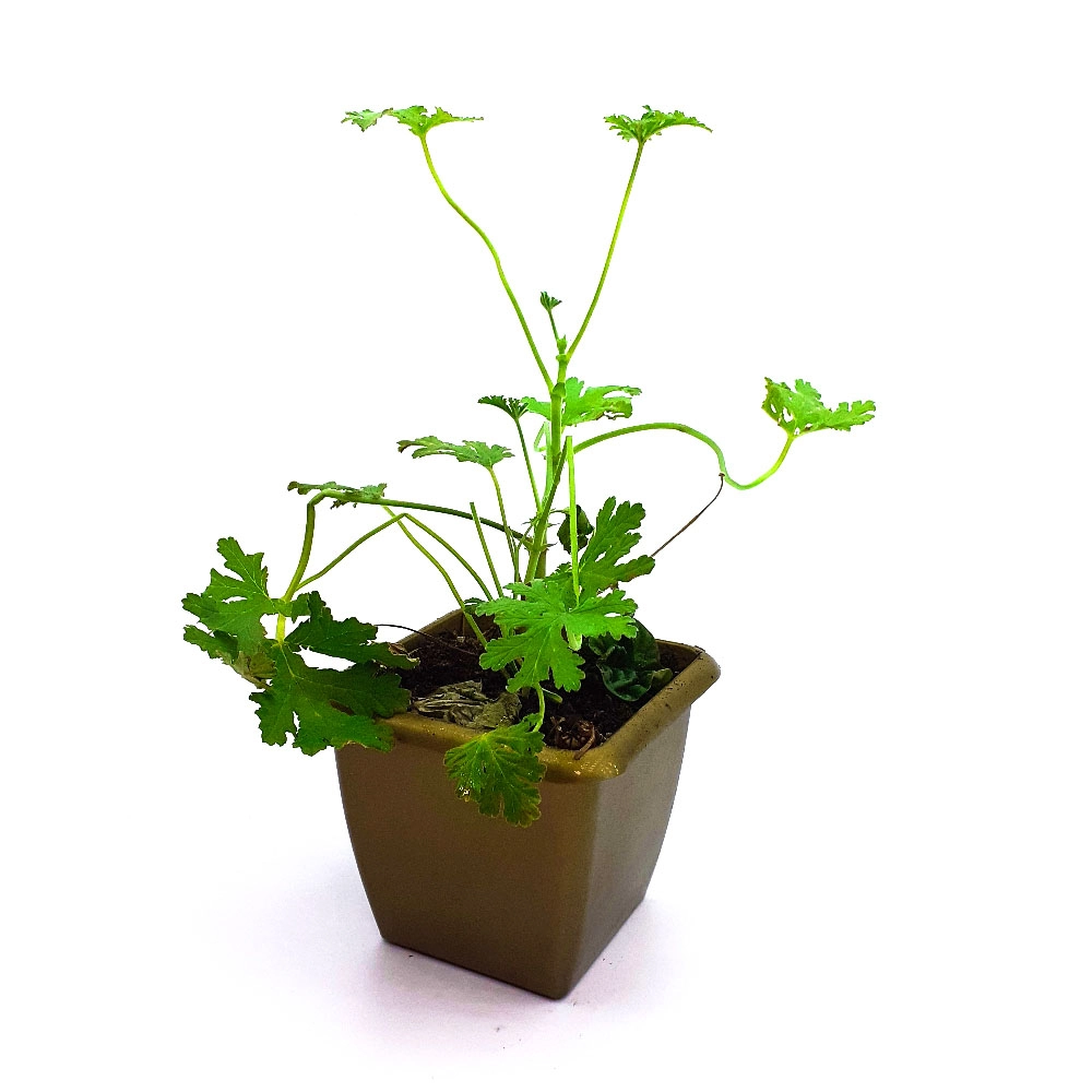 Ervas Aromaticas