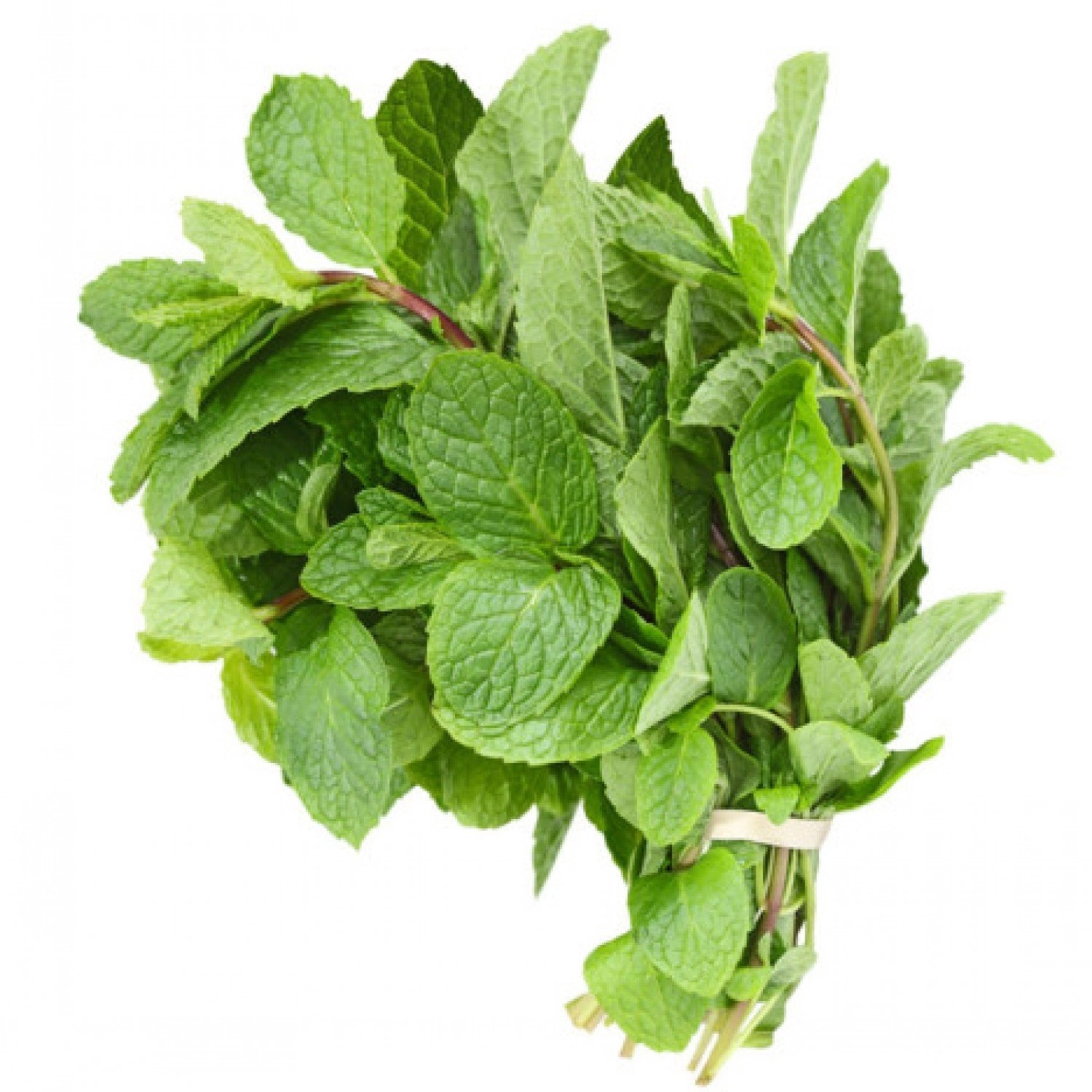 Hortela Linha Verde Un