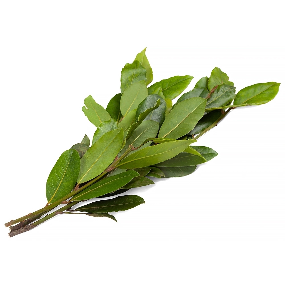 Louro Linha Verde Un