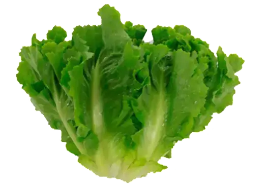 Escarola Tomita Und