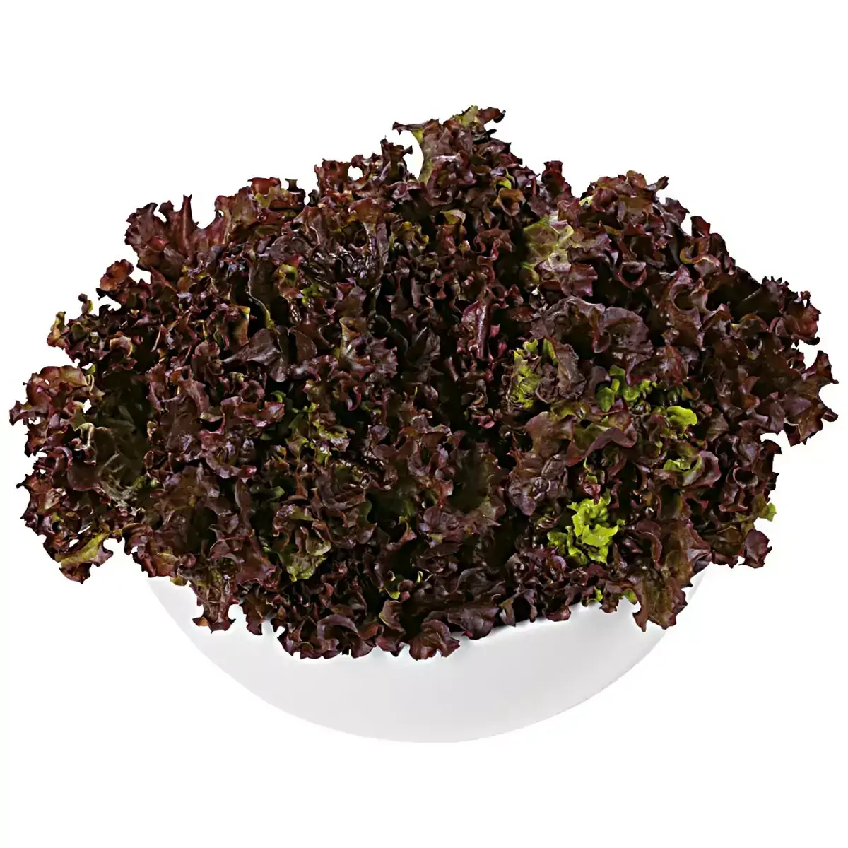 Alface Crespa Roxa Hidropônica Unidade