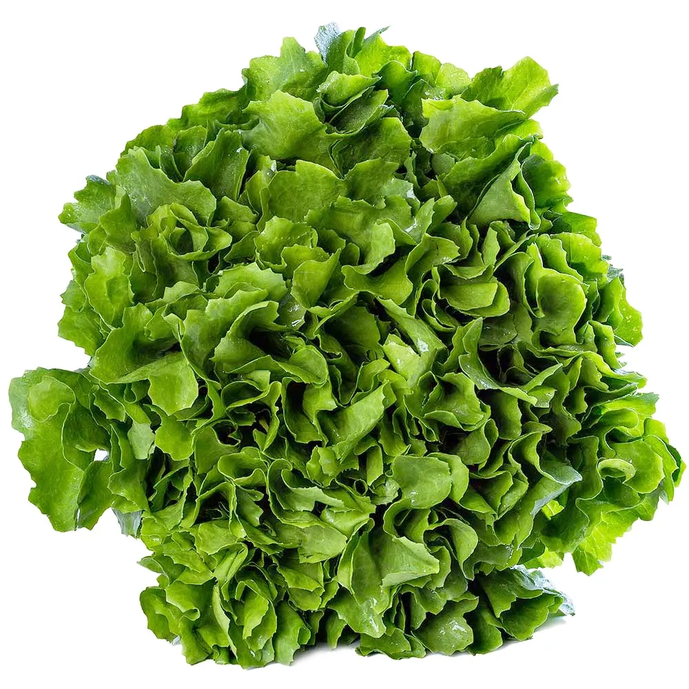 Escarola Maço