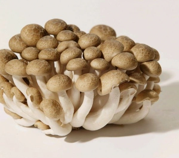Cogumelo Shitake Branco