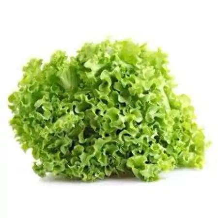 Alface Crespa Hidroponico Hasegawa