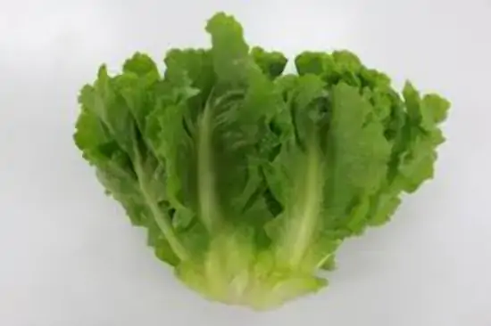 Escarola Agnus Unidade