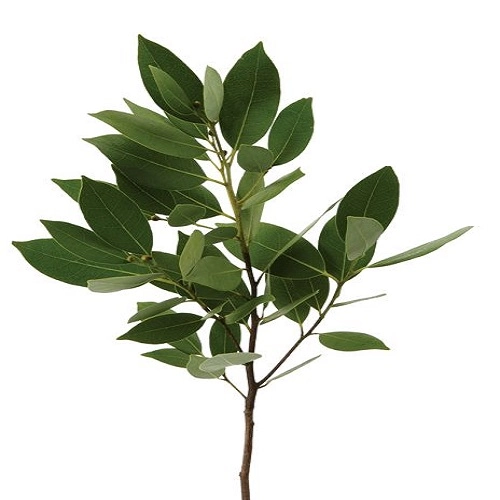 Louro Verde Via Maco