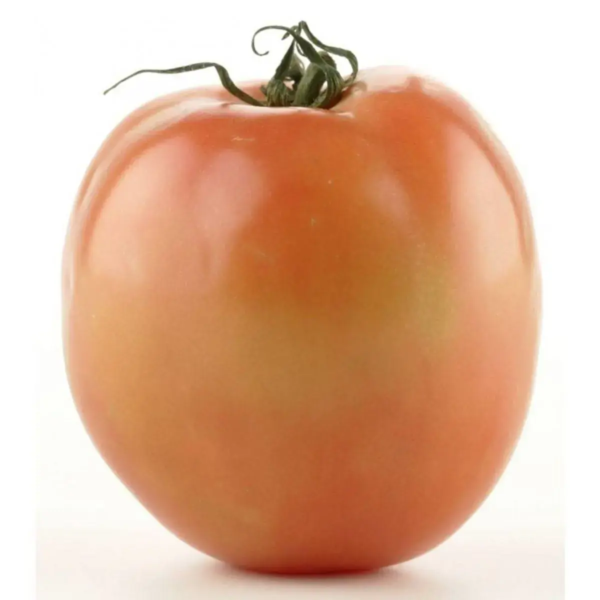 Tomate Debora Benassi Bdj