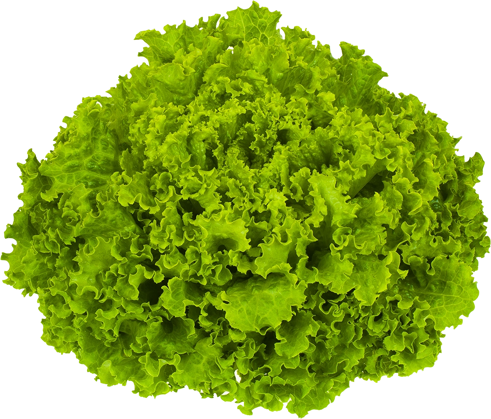 Alface Crespa Agnus Und