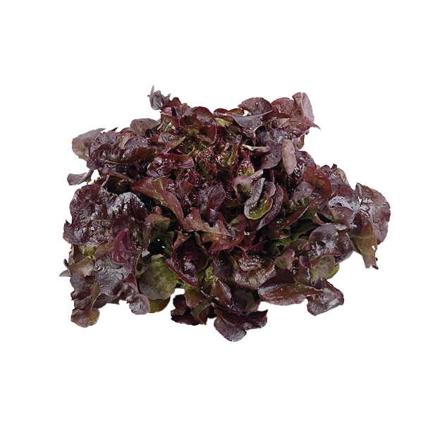 Alface Crespa Roxa Hortella Und