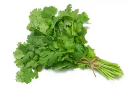 Coentro Hortella Und
