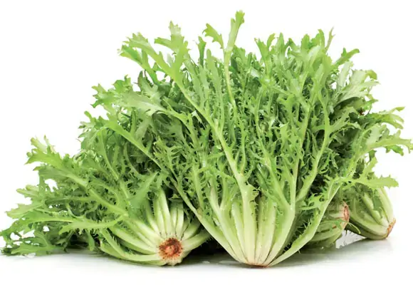 Escarola Hortella Und