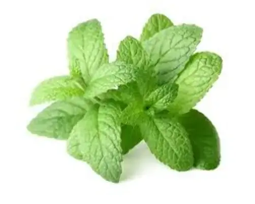 Hortela Itacler Und