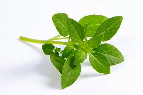 Manjericao Hortella Und