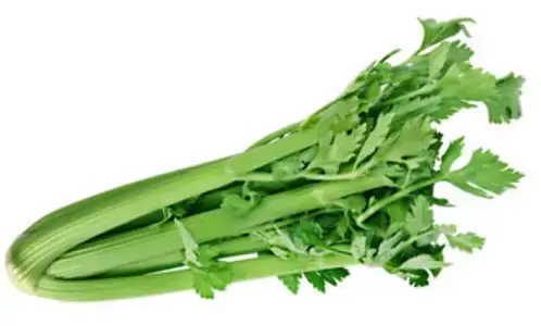 Salsao Jan Jan Unidade