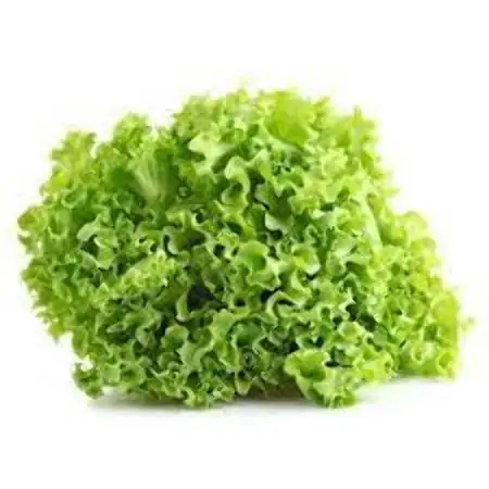 Alface Crespa Hortella Hidroponica Und
