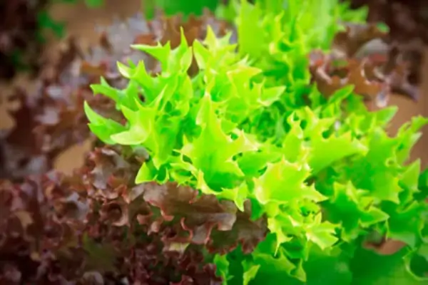 Bicolor Hidroponica Hortella Und