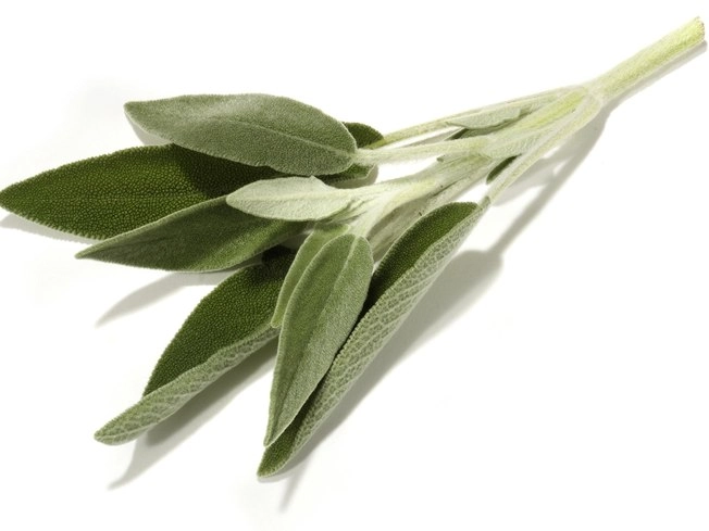Salvia Hortella Und