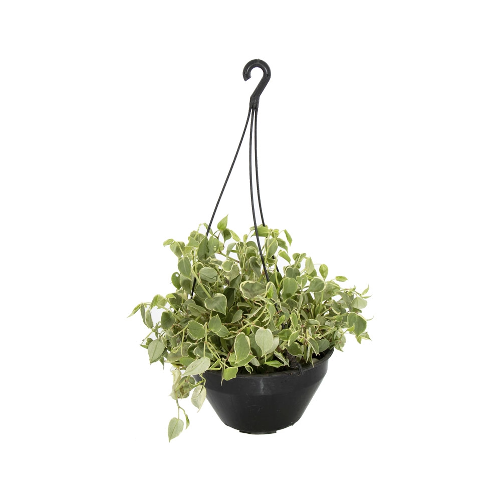 Vale Verde Flor Peperona