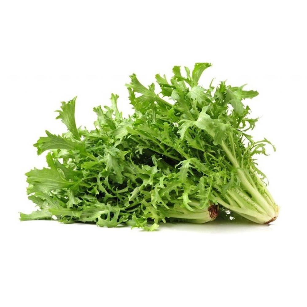 Chicoria Un