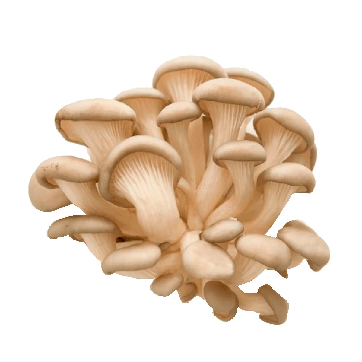 Cogumelo Shimeji Branco Resfriado São Jose 200g
