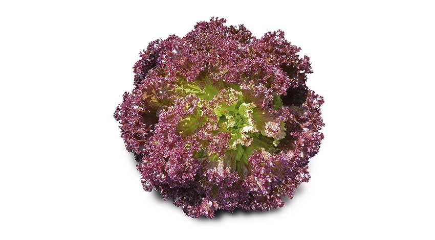 Alface Eco Vida Crespo Roxo Org Unidade