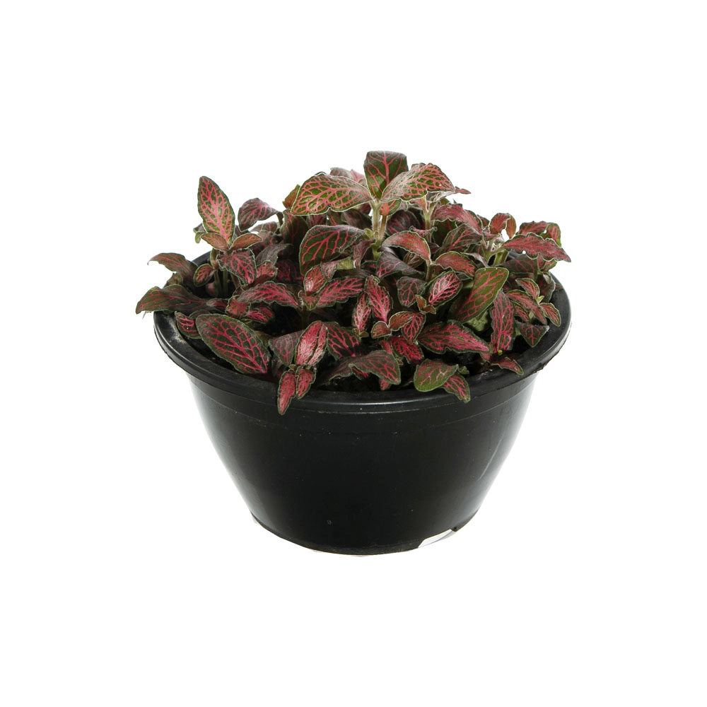 Vale Verde Flor Fitonia C3