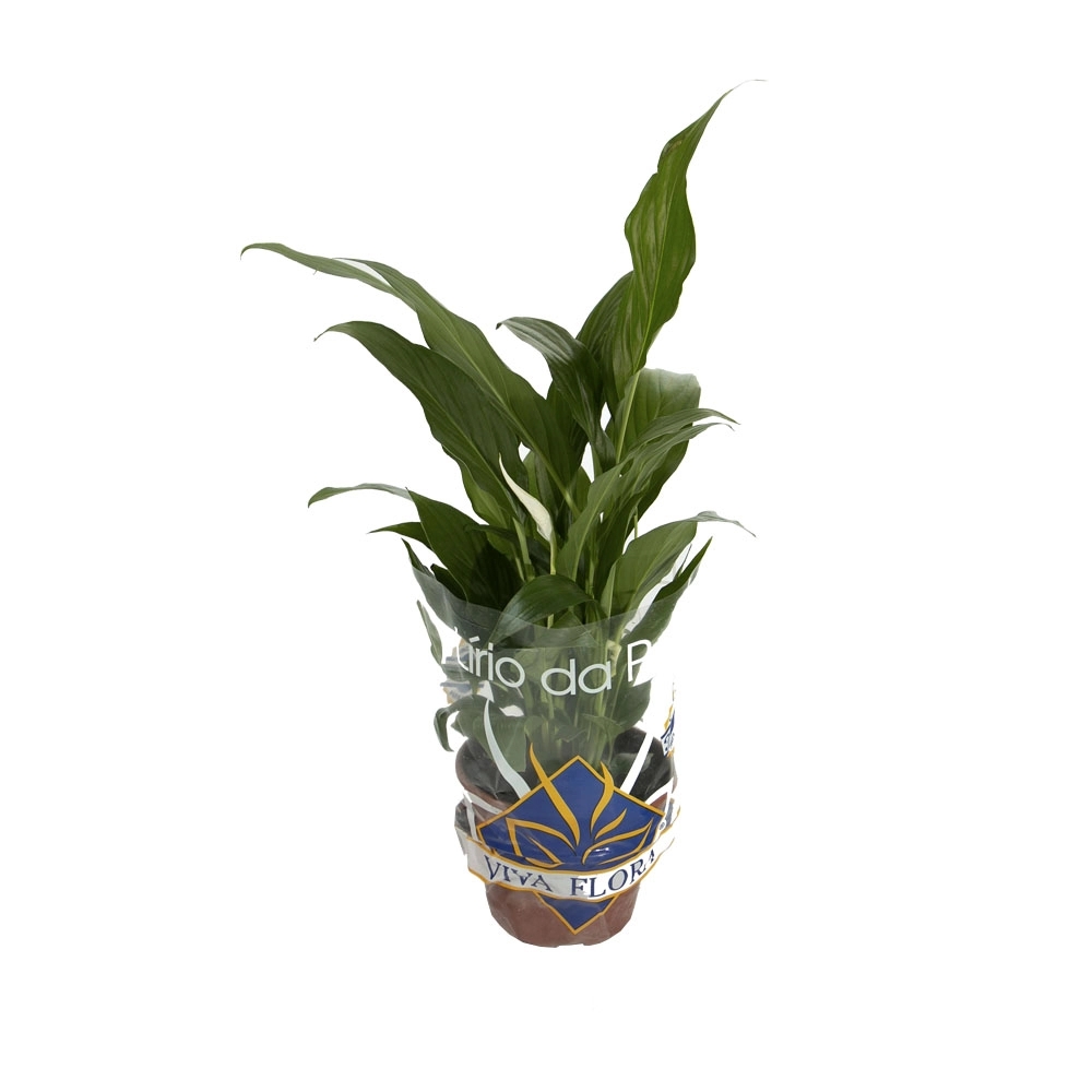 Vale Verde Flor Spathiphllum Pt15