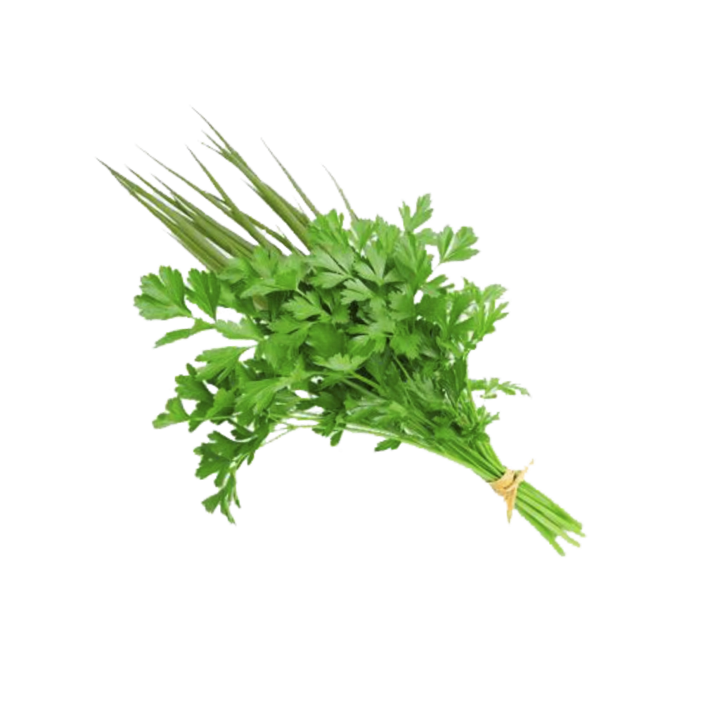 Coentro Cultivar Organico Unidade