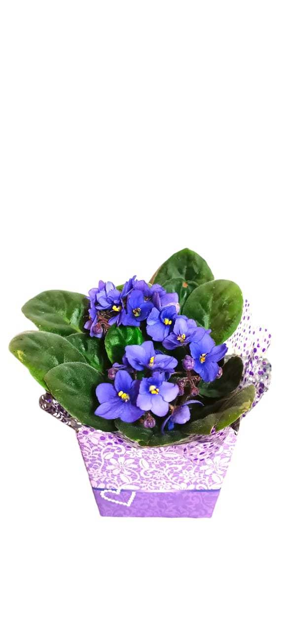 Flor Violeta P.11