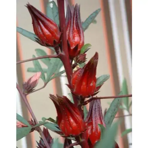 Hibiscus 60g Cha E Cia Ervas Medicinais